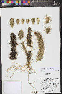 Cylindropuntia alcahes image