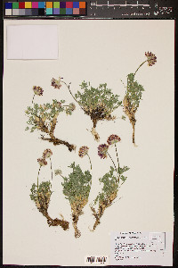 Trifolium andersonii image