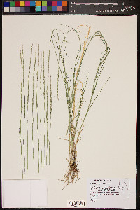 Muhlenbergia wrightii image