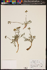 Lomatium austiniae image