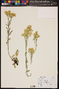 Solidago nana image