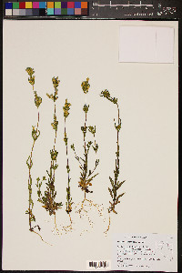 Gentianella amarella image