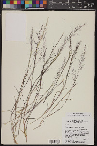 Muhlenbergia microsperma image