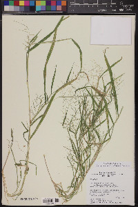 Leptochloa panicea image