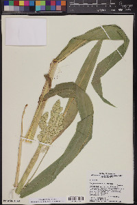 Sorghum bicolor image