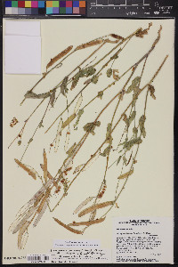 Streptanthus carinatus image