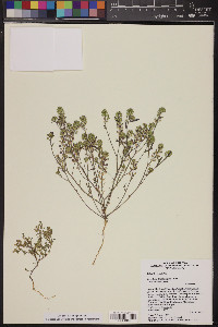 Lepidium lasiocarpum image