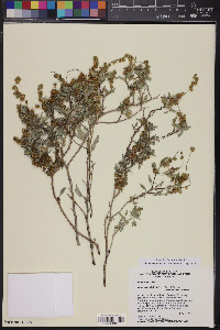 Ambrosia deltoidea image