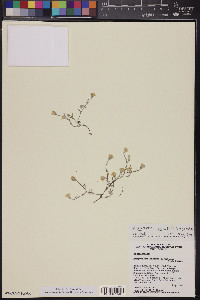 Eriophyllum lanosum image