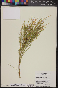 Baccharis sarothroides image