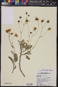 Encelia farinosa var. farinosa image