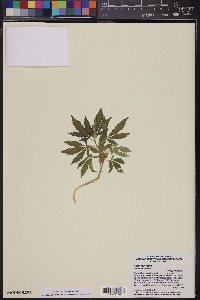 Cannabis sativa image