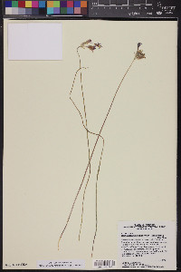 Dichelostemma congestum image