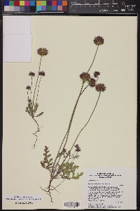 Salvia columbariae image