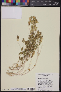 Mentzelia involucrata image