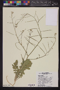 Brassica tournefortii image