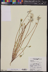 Uropappus lindleyi image