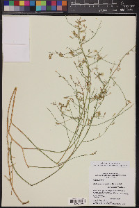 Stephanomeria pauciflora image