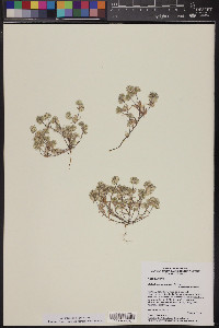 Stylocline micropoides image