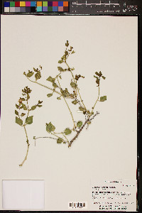Mirabilis oligantha image