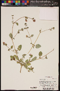 Allionia incarnata image