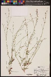 Boerhavia purpurascens image