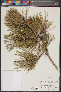 Pinus muricata image