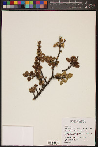 Ceanothus greggii image