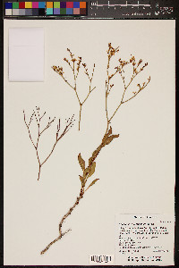 Eriogonum mortonianum image