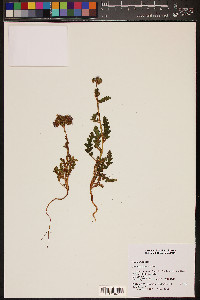 Phacelia crenulata image