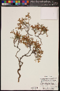 Eriogonum heermannii image