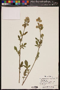 Phacelia magellanica image