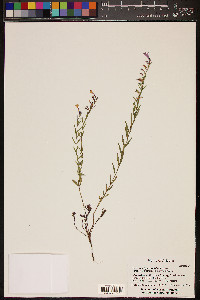 Hedeoma hyssopifolia image