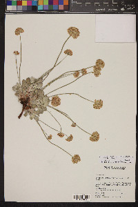 Eriogonum ovalifolium var. purpureum image