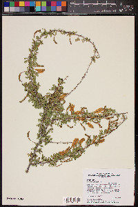 Acacia greggii image