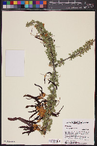 Acacia greggii image