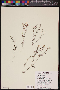 Eucrypta chrysanthemifolia var. bipinnatifida image