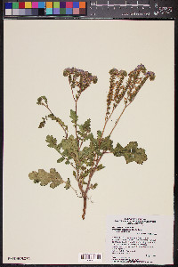 Phacelia crenulata var. ambigua image