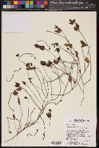 Acleisanthes longiflora image