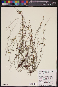 Cottsia gracilis image