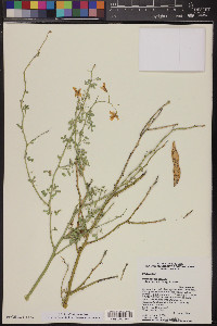 Parkinsonia florida image