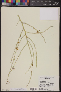 Parkinsonia florida image