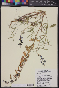 Lupinus sparsiflorus subsp. mohavensis image