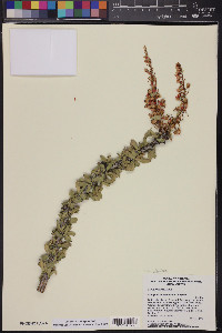 Fouquieria splendens subsp. splendens image