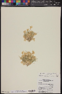 Dasyochloa pulchella image