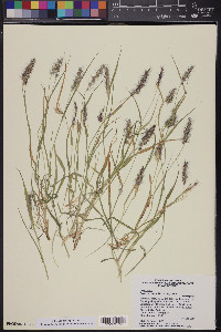 Pennisetum ciliare image