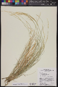 Aristida purpurea var. nealleyi image