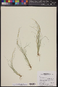 Aristida adscensionis image