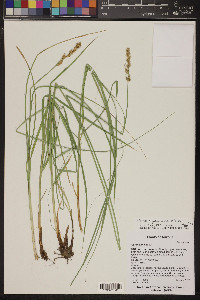 Carex agrostoides image