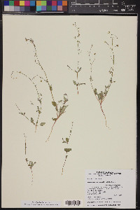 Boerhavia intermedia image